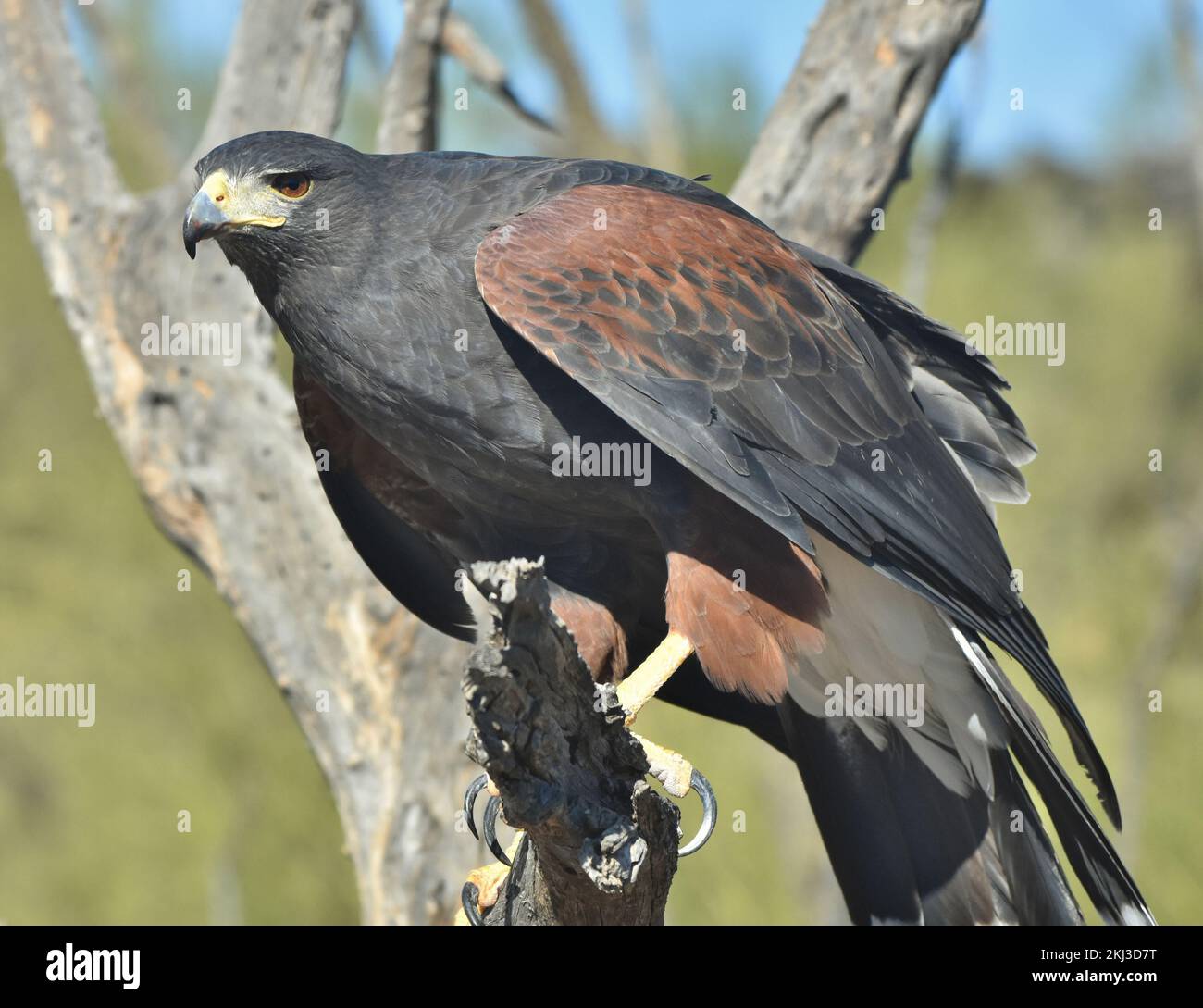 Un Harris Hawk (Parabuteo unicinctus) che si trova su un ramo di albero a Tucson, Arizona. Foto Stock