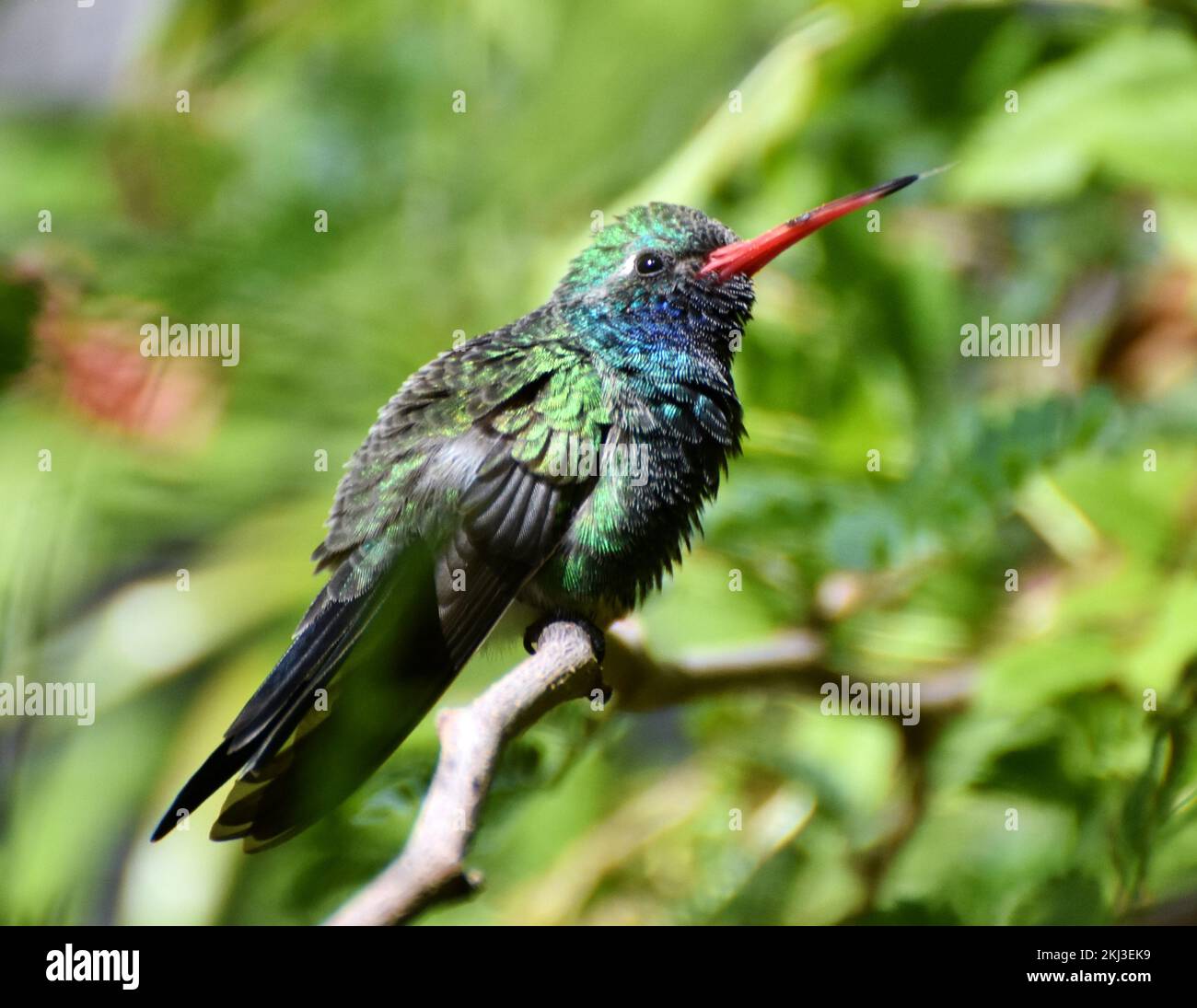 Hummingbird (Cynanthus latirostris) su un ramo dell'albero a Tucson, Arizona Foto Stock