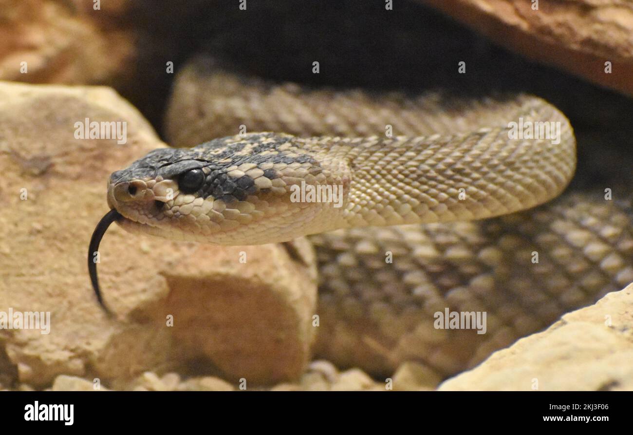Un Rattlesnake Diamondback (Crotalus atrox) nel deserto di sonora dell'Arizona Foto Stock