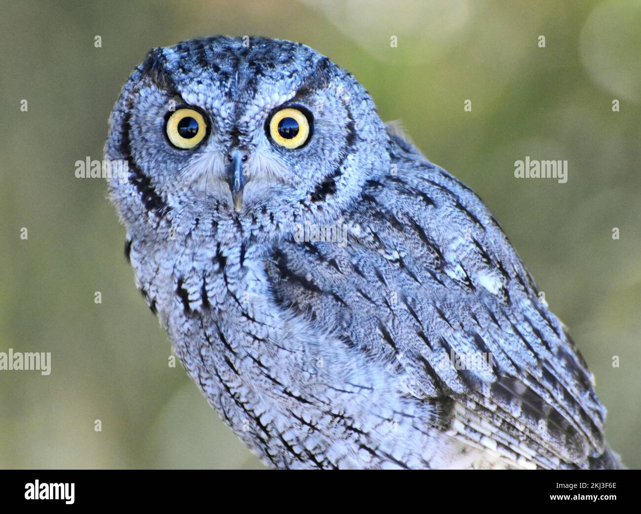 Western Screech Owl (Megascops kénicottii) seduto su un ramo di albero a Tucson, Arizona Foto Stock