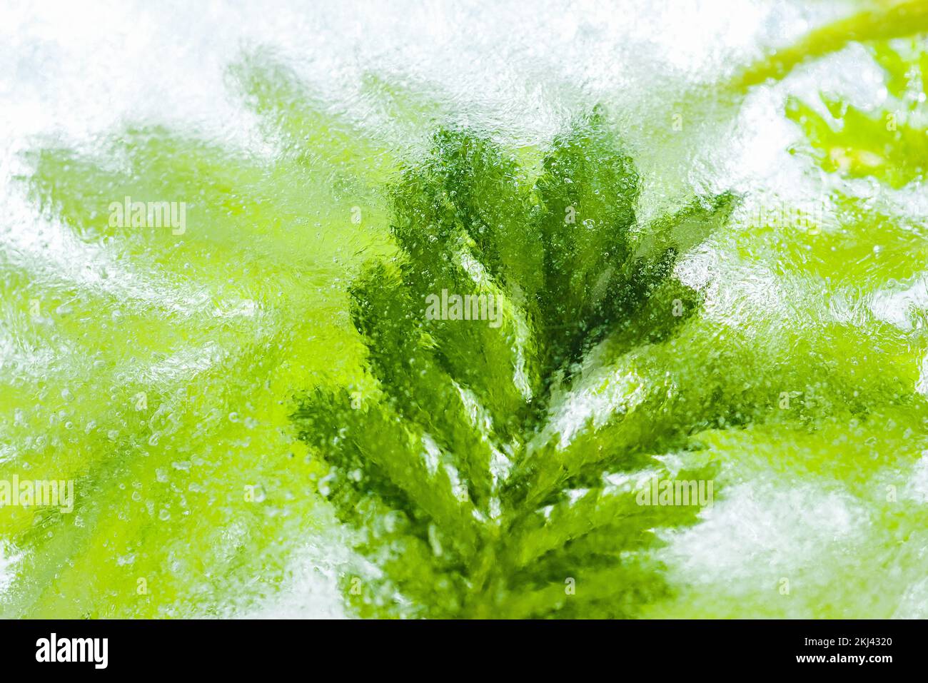 Sfondo, crioterapia a base di erbe officinali congelate in ghiaccio trasparente. Bellezza astratta sfondo di cosmetici naturali organici, alternativa me Foto Stock