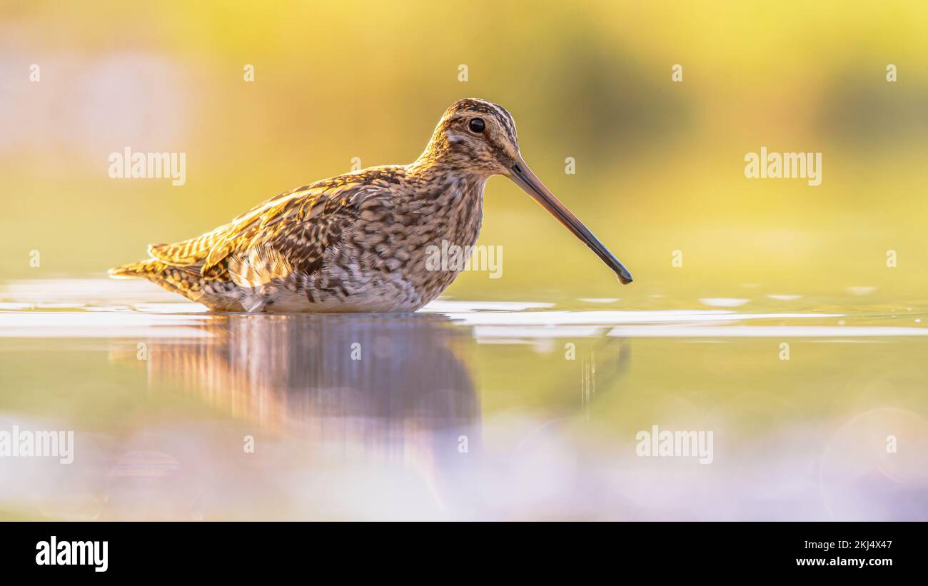 Lo snipe comune (Gallinago gallinago) è un piccolo uccello stocky wader nativo del Vecchio mondo. Gli habitat di allevamento sono paludi, paludi, tundra e prati umidi Foto Stock