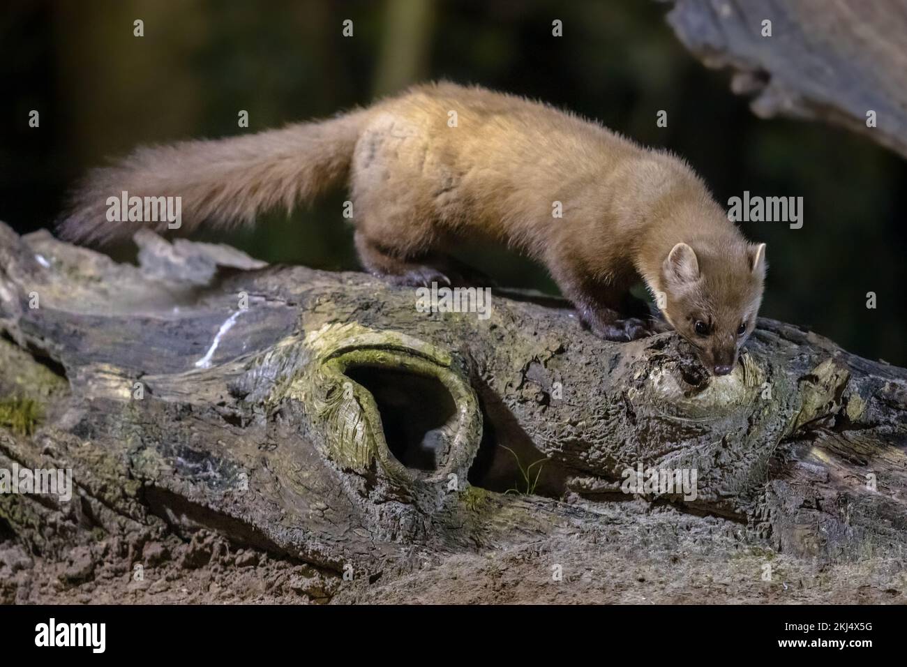 Martora di pino (Martes Martes) su tronco in circostanze buie in una foresta di notte. Fauna selvatica scena della natura in Europa. Foto Stock