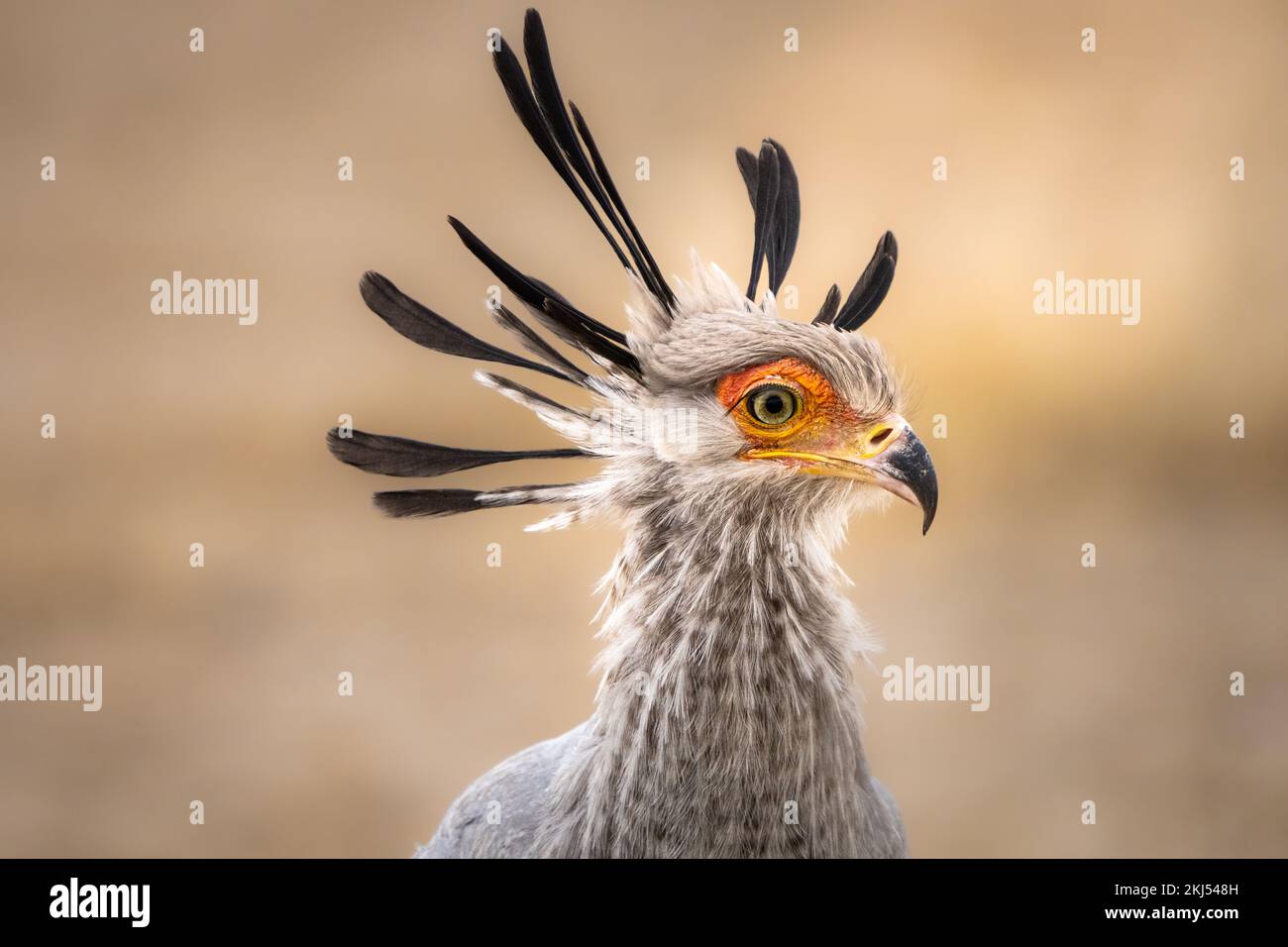 Primo piano di una testa di Secretarybird con la cresta eretta, Kgalagadi Transfrontier Park. Foto Stock