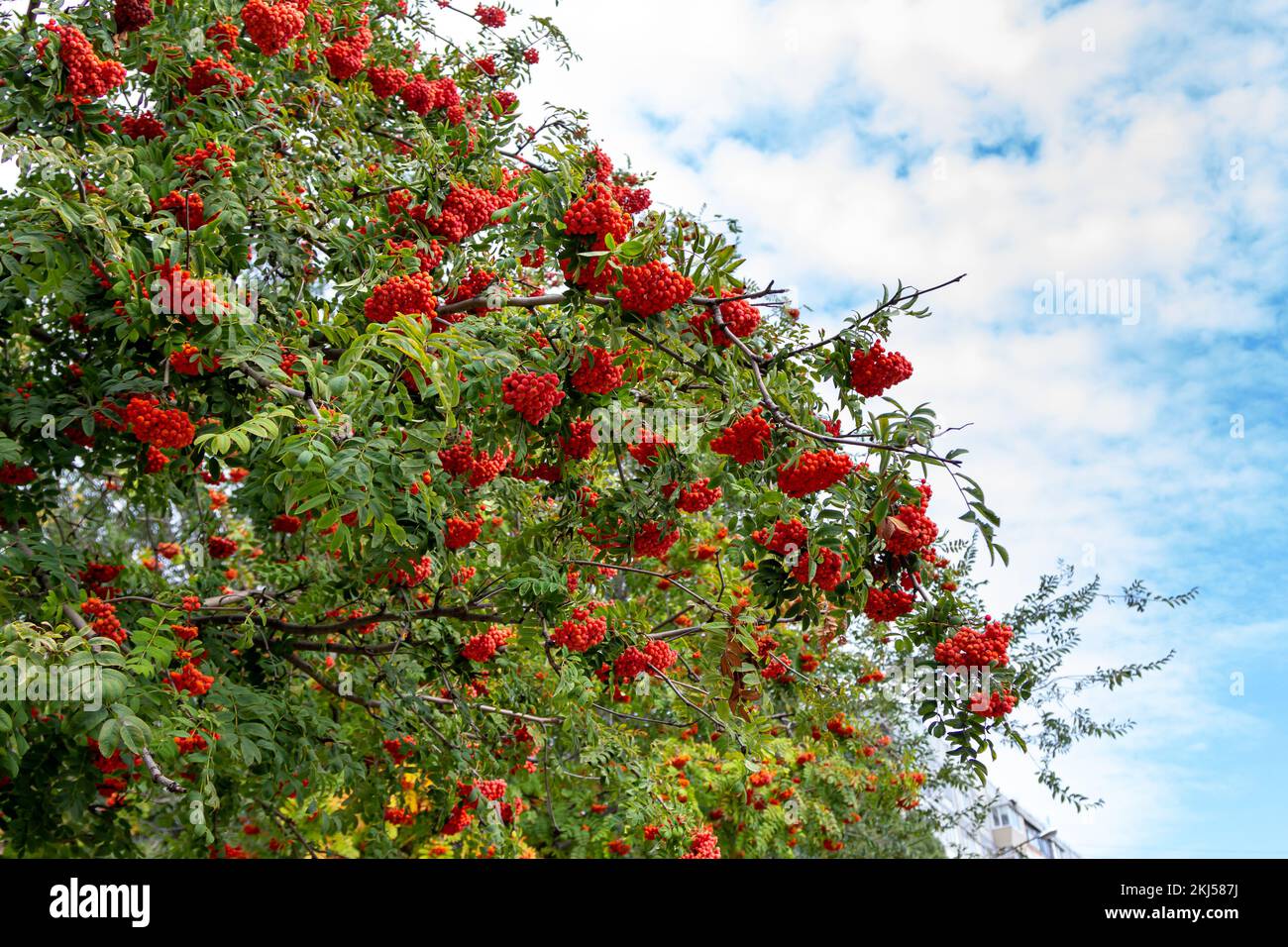 Rami di albero di Rowan con bacche rosse mature che crescono nel giardino con cielo blu sullo sfondo. Foto Stock