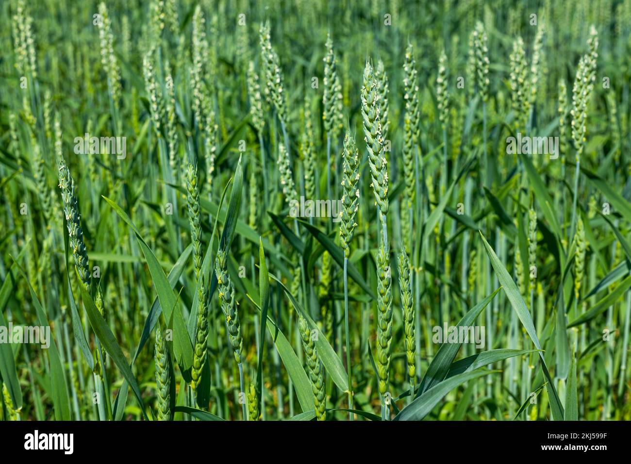 Spighe verdi di grano nel campo, utile agricoltura naturale, il concetto di cibo sano senza piscette. Foto Stock