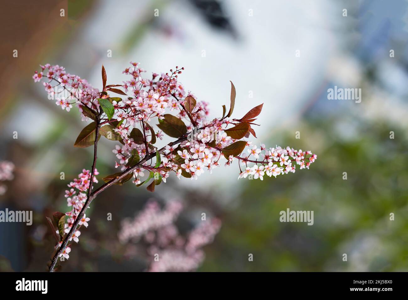Ramo di Pink Prunus padus, ciliegio di uccello, albero di mayday, pianta fiorita, specie di ciliegia, messa a fuoco selettiva Foto Stock