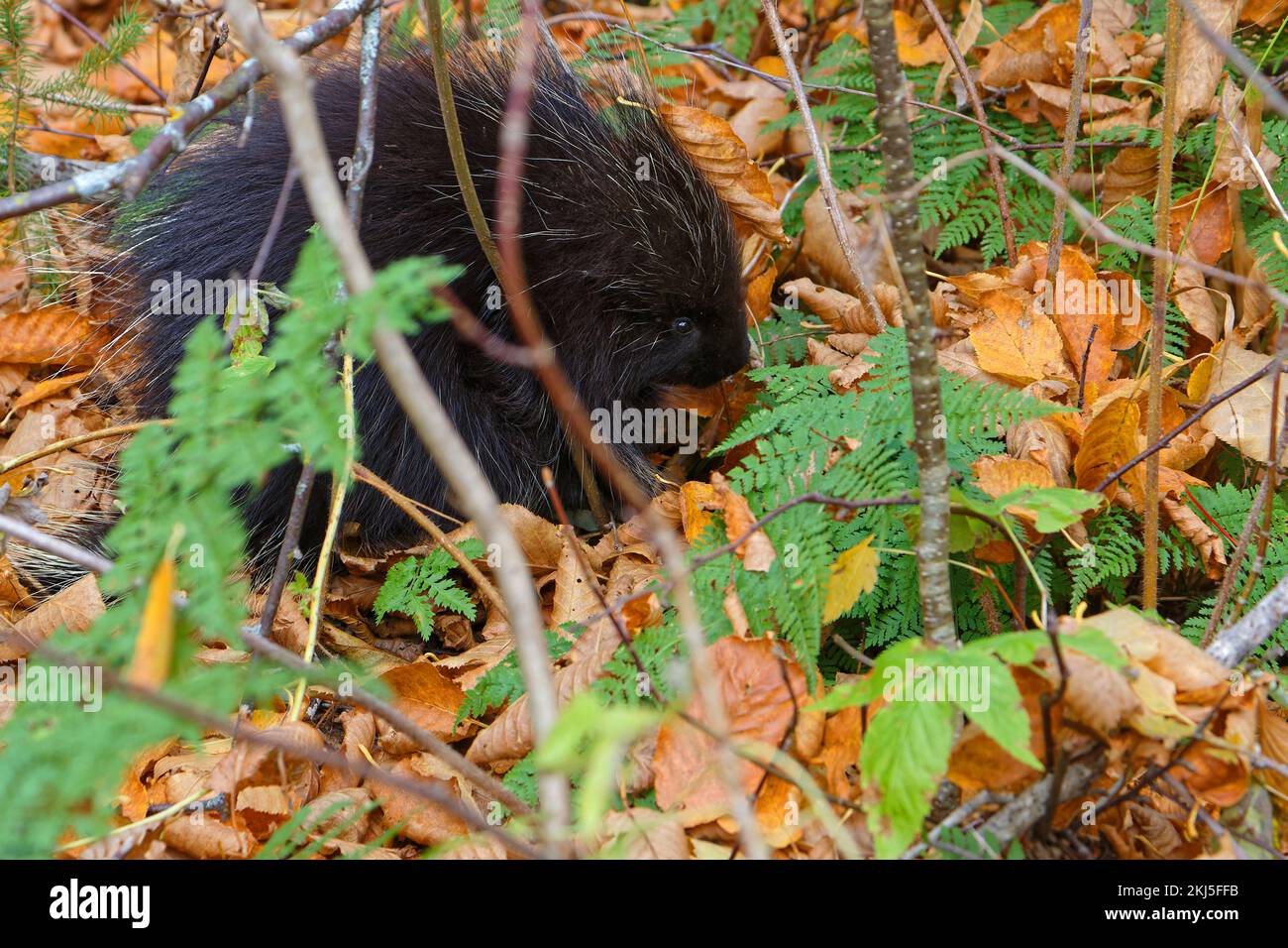 Una porcupina si nasconde nel fogliame caduto di una foresta canadese Foto Stock