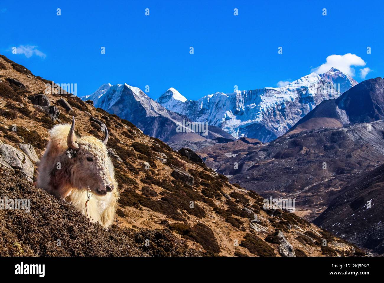 Yak Himalayan Cow che trasporta i beni essenziali nel campo base dell'Everest con il Dengboche della montagna di ama Dablam sullo sfondo. Foto Stock