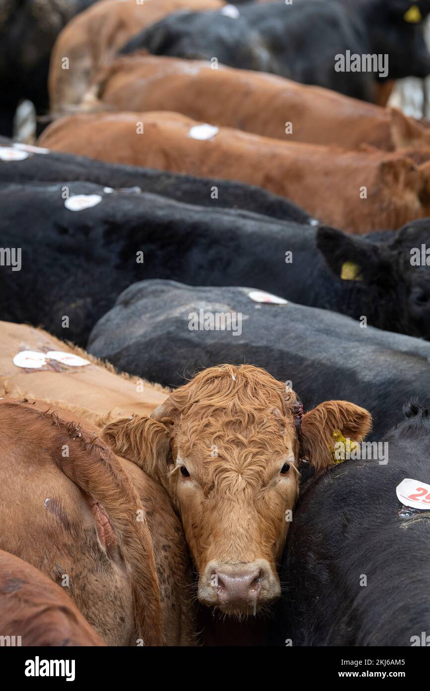 Bestiame bovino si è appellato ad un negozio di aste di bestiame, Co. Durham, Regno Unito. Foto Stock