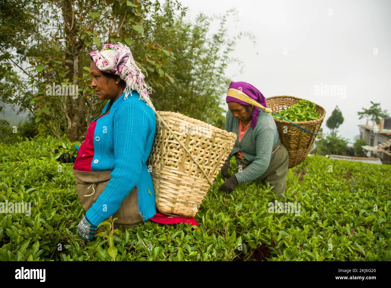 Foglie di tè punte di alta qualità del tè e foglie in mano contadina in Nepal Foto Stock