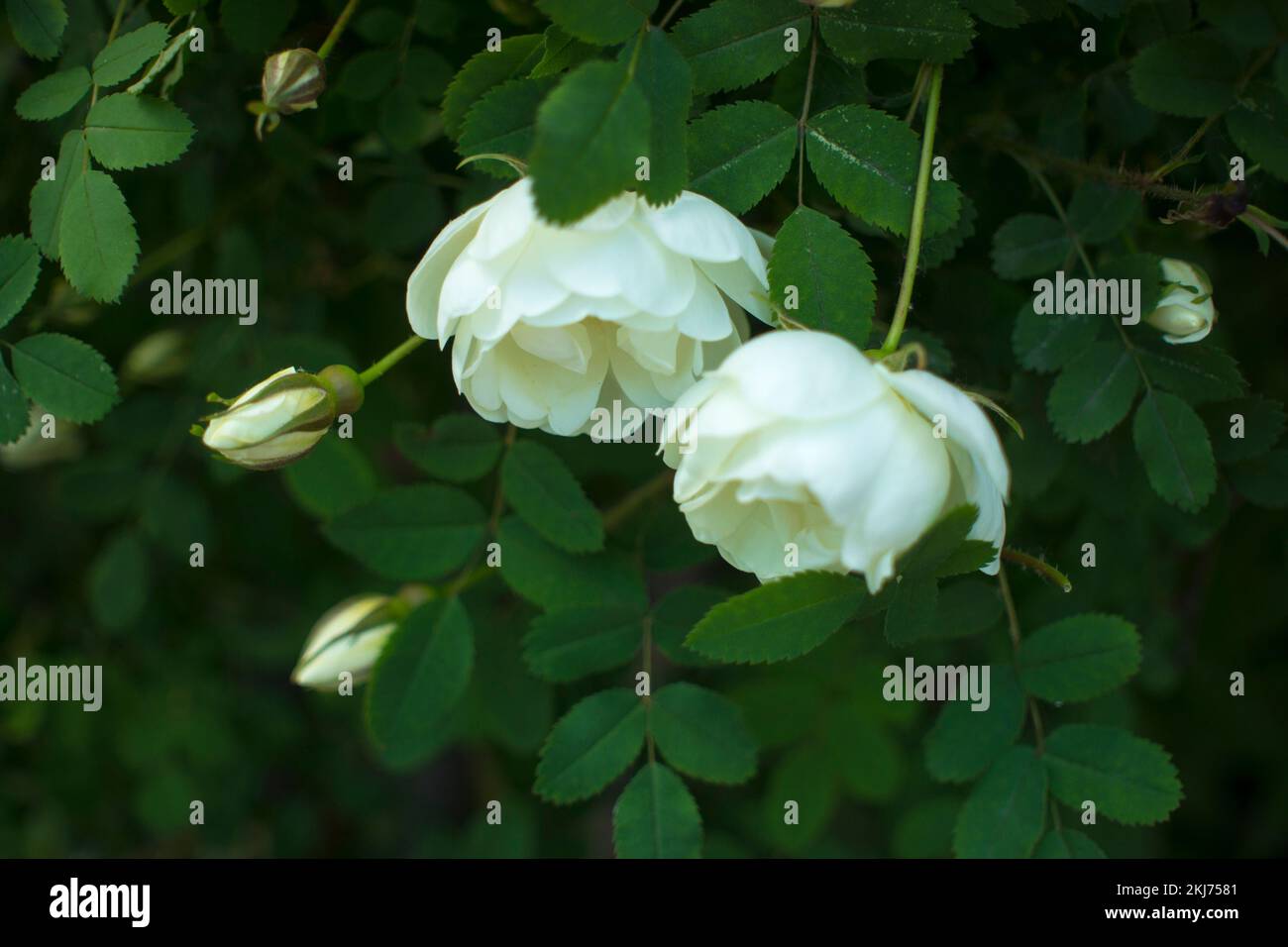 fiore bianco rosato su sfondo verde scuro. Due fiori in coppia. Insieme. Il concetto di un matrimonio tenero. Foto di alta qualità Foto Stock