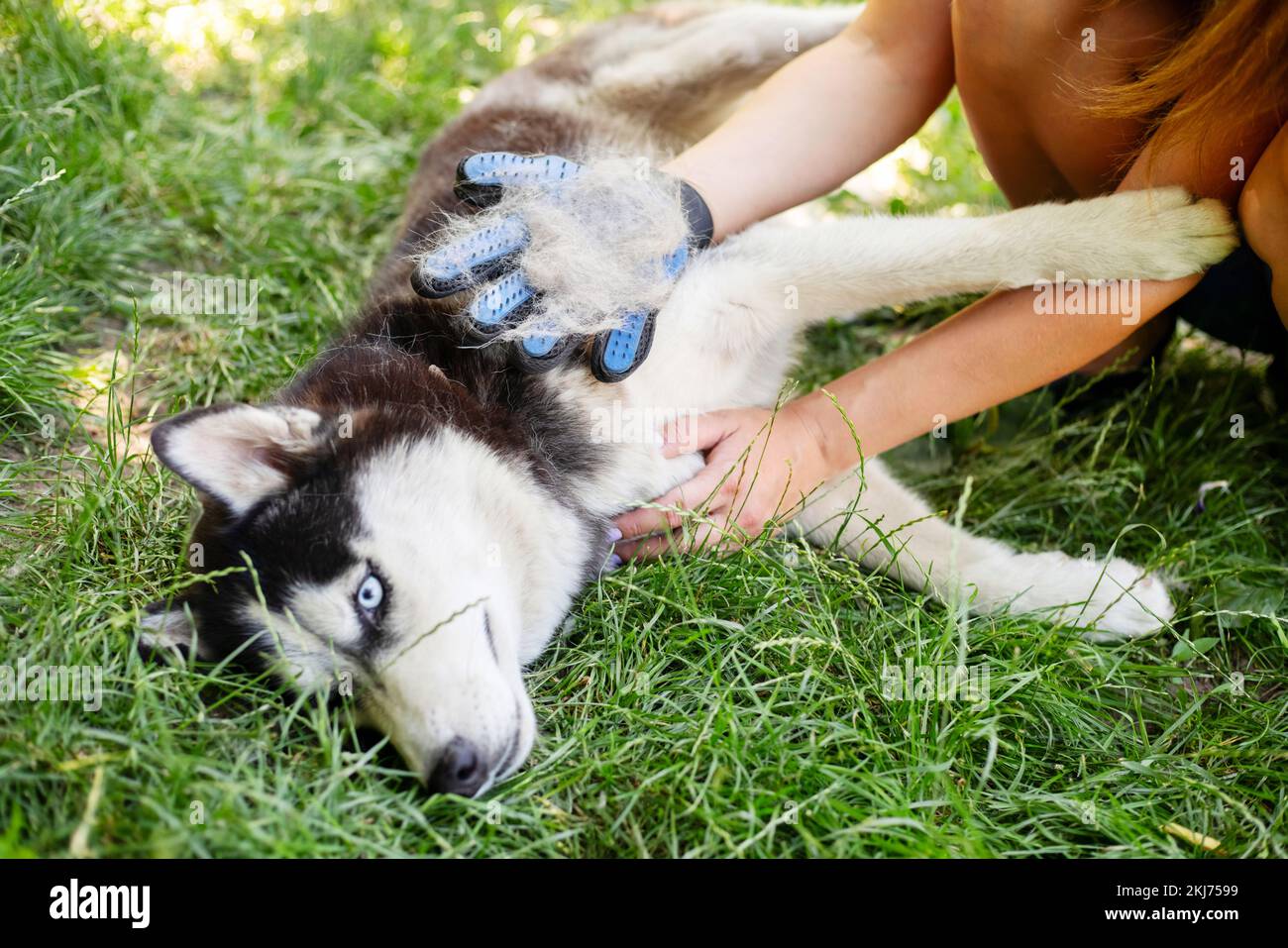 Donna proprietario del cane sta pettinando fuori la pelliccia dei cani con un guanto speciale Foto Stock