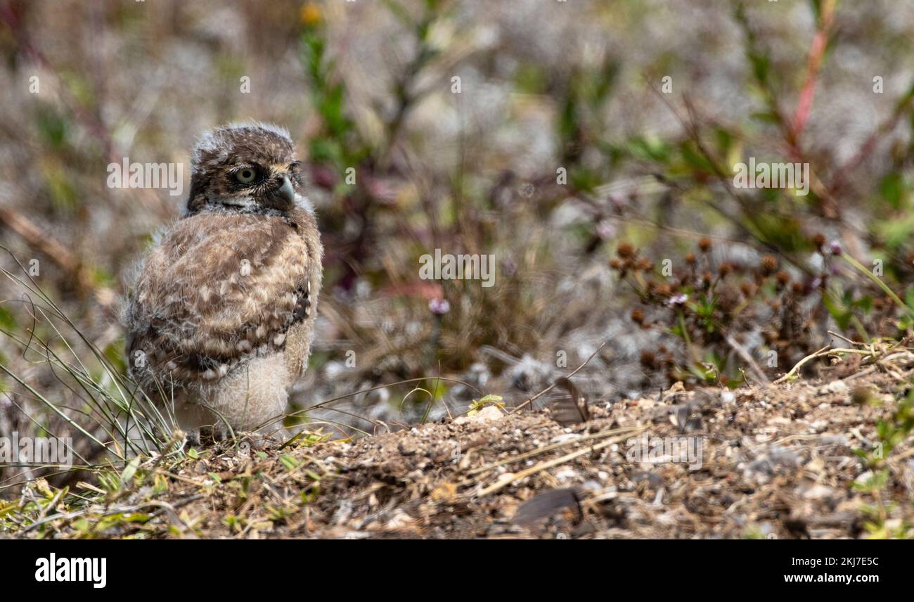 Baby Down e soffice piumaggio aggiungono fascino al pulcino di Owl Burrowing della Florida a terra durante la stagione primaverile dei nidifichi Foto Stock