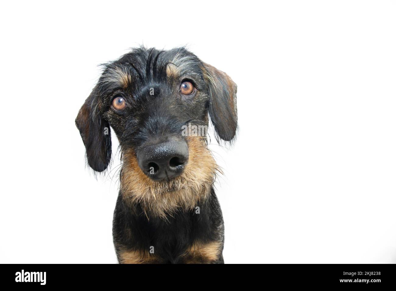 Cute dachshund cucciolo cane inclinando lato testa. Isolato su sfondo bianco Foto Stock