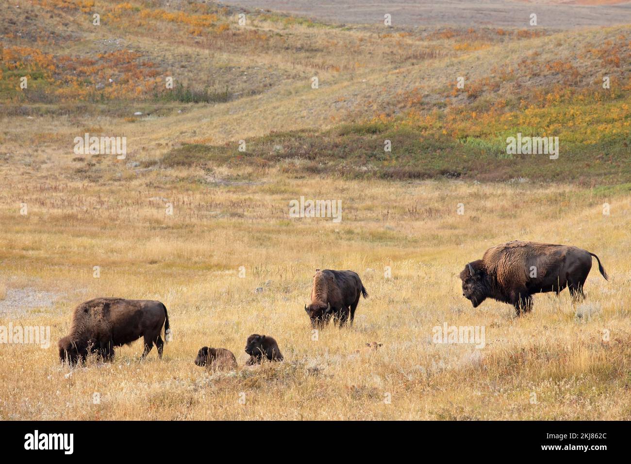 Bison bull guardare sopra il suo gregge di bisonti pianure pascolo in praterie grezze fescue prateria di Waterton Lakes National Park, Canada (Bison bison) Foto Stock Bison bull guardare sopra il suo gregge di bisonti pianure pascolo in praterie grezze fescue prateria di Waterton Lakes National Park, Canada (Bison bison) Foto Stock
