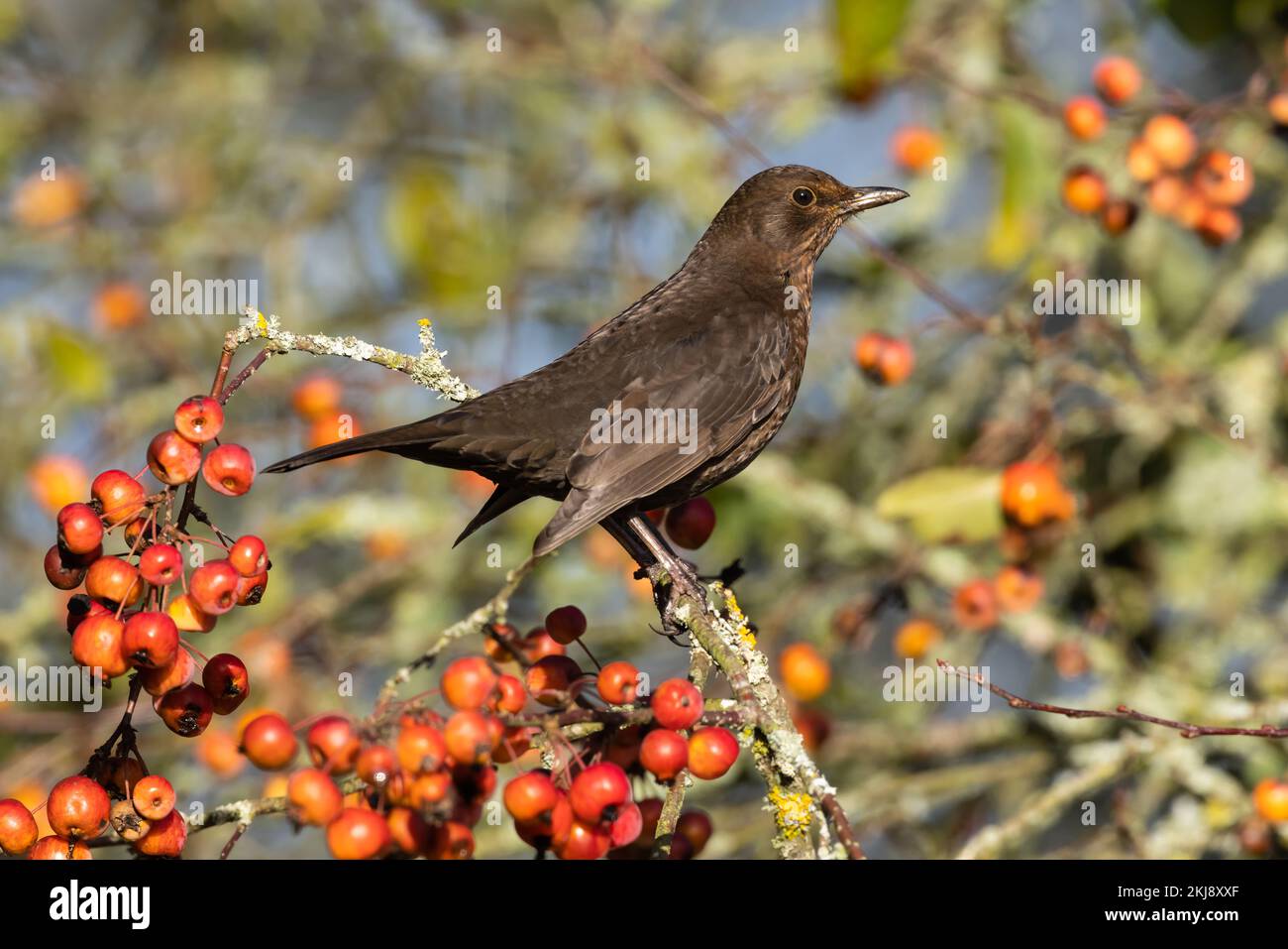 Blackbird arroccato in un albero di ananas Foto Stock