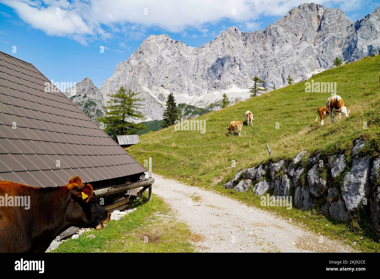 Le mucche pascolano in una giornata estiva di sole nella valle alpina ai piedi del monte Dachstein, nella regione Schladming-Dachstein delle Alpi austriache Foto Stock