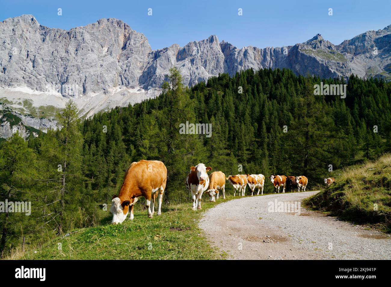 Le mucche pascolano in una giornata estiva di sole nella valle alpina ai piedi del monte Dachstein, nella regione Schladming-Dachstein delle Alpi austriache Foto Stock