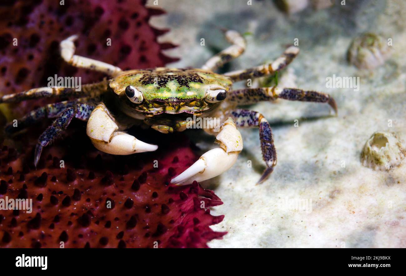 Small Shore Crab, British Columbia, Canada Foto Stock