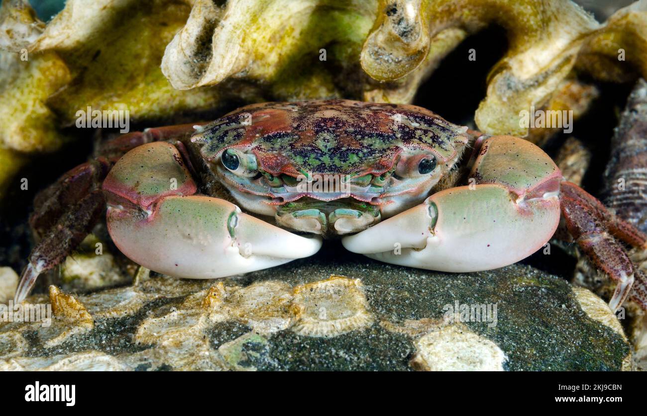 Small Shore Crab, British Columbia, Canada Foto Stock