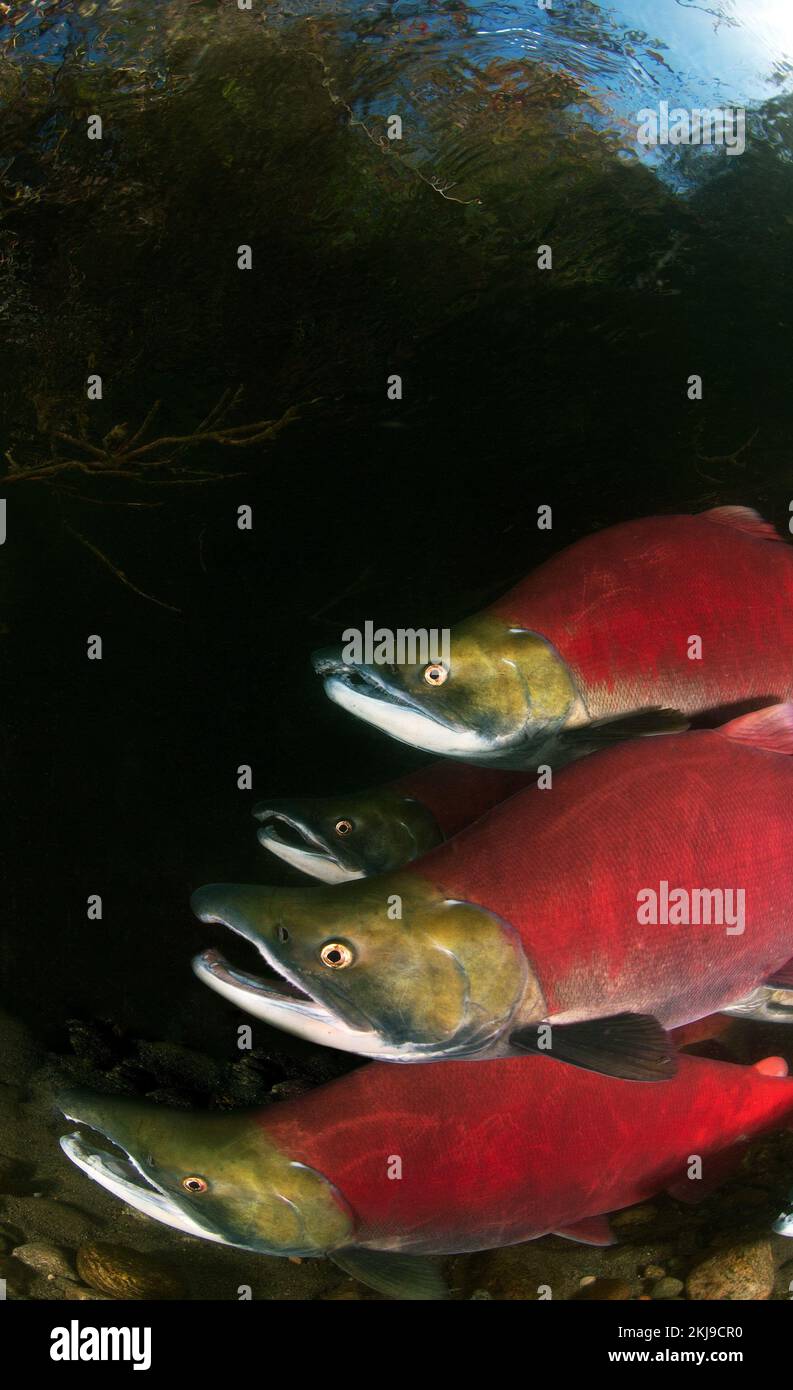 Sockeye salmone run, Canada Foto Stock