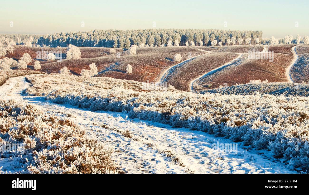 Alberi e colline ghiacciati e sentieri nei primi mesi dell'inverno sul Cannock Chase Country Park AONB (area di straordinaria bellezza naturale) a Staffordshire Inghilterra Regno Unito Foto Stock