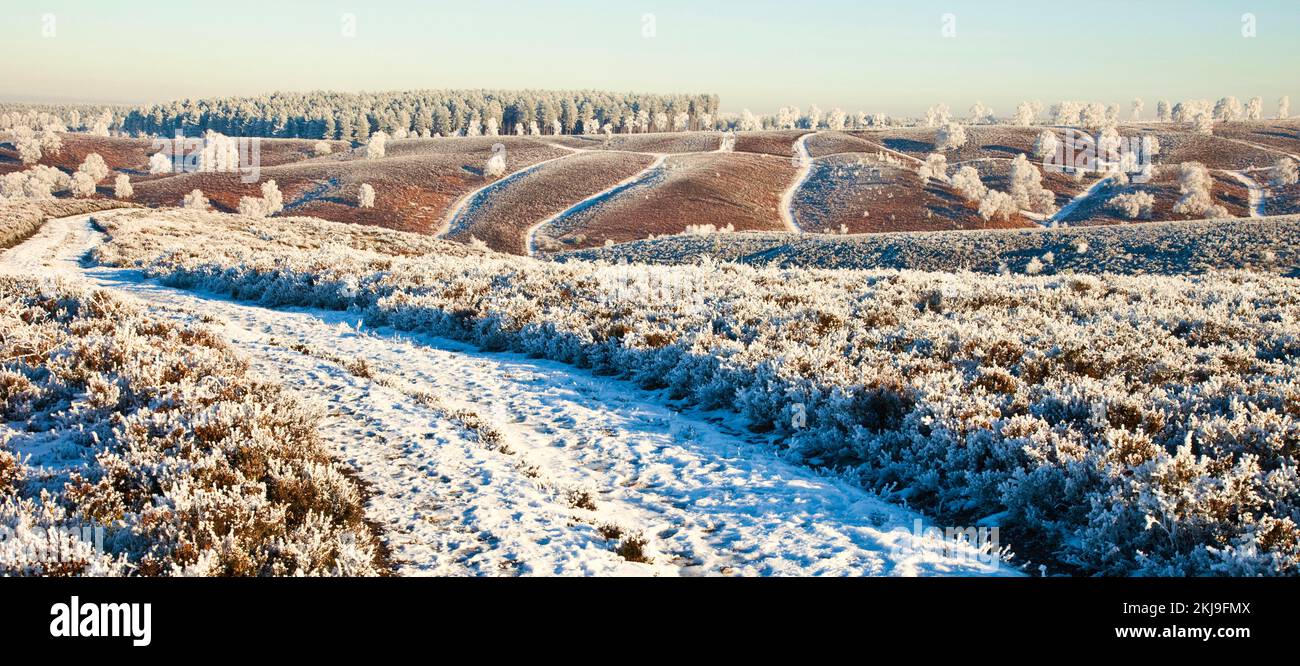 Alberi e colline ghiacciati e sentieri nei primi mesi dell'inverno sul Cannock Chase Country Park AONB (area di straordinaria bellezza naturale) a Staffordshire Inghilterra Regno Unito Foto Stock