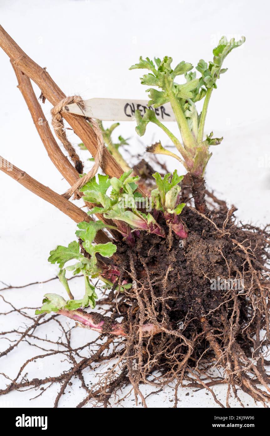 Chrysanthemum / Dendranthema Cheddar radice stock con nuova crescita pronto per essere preso come talee da piantare in pentole piccole per formare nuove piante Foto Stock