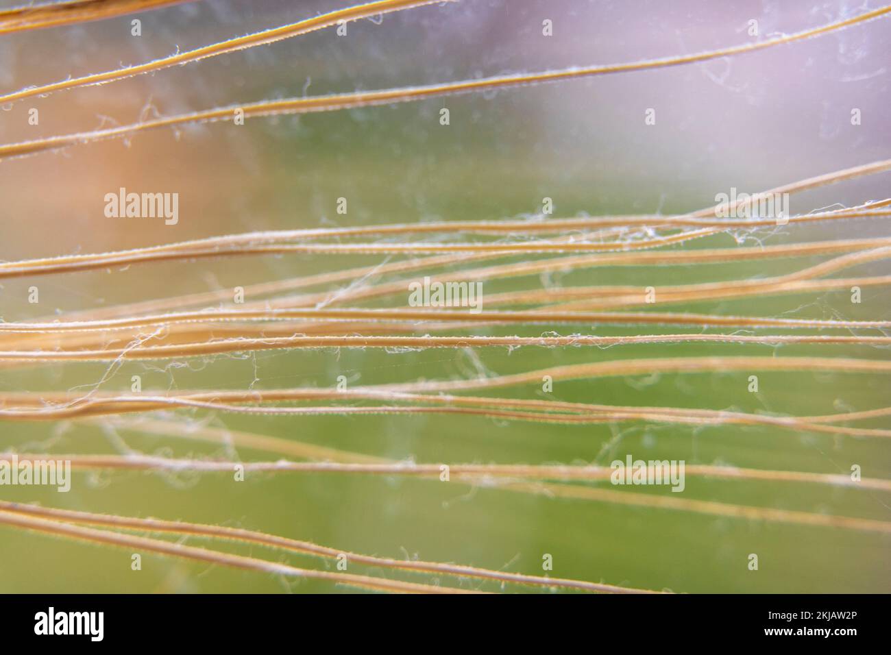 gambi di spikelet asciutti gialli primo piano. sfondo pianta astratto. natura Foto Stock