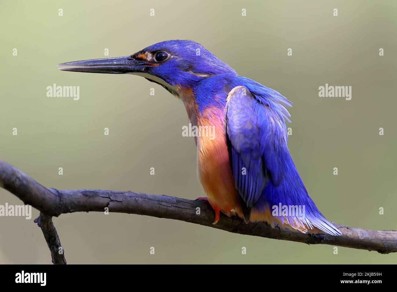 Australian Azure Kingfisher appollaiato sull'arto Foto Stock