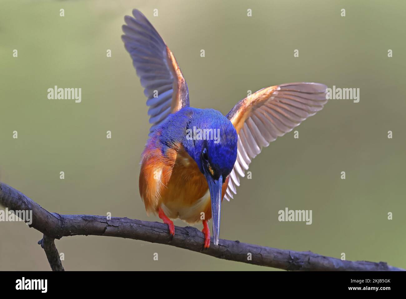 Australian Azure Kingfisher appollaiato sull'arto Foto Stock