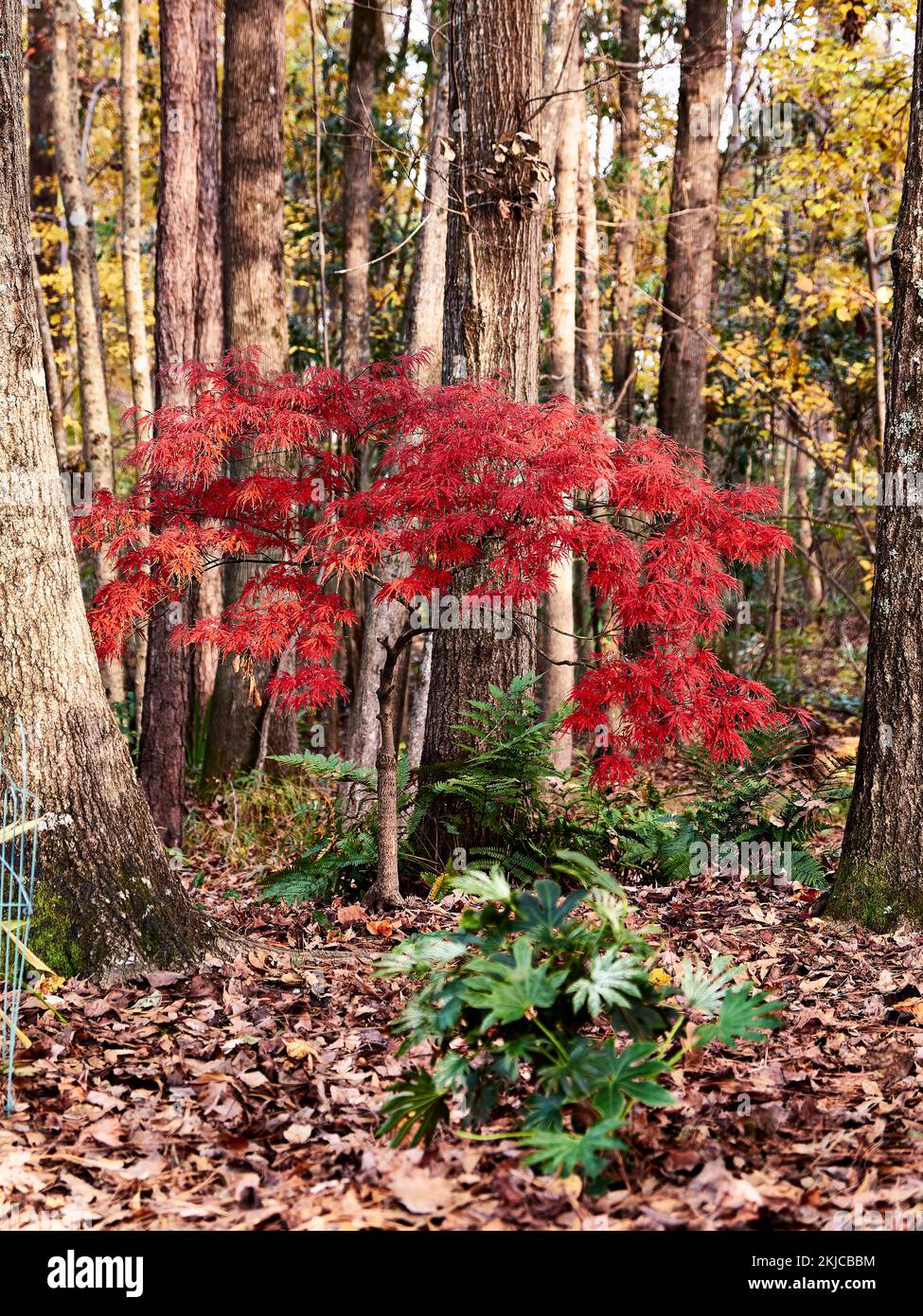 Palmatum Atropurpureum dissectum, (Acer palmatum), foglia di pizzo rosso l'acero giapponese lascia un membro della famiglia giapponese dell'acero, in pieno colore autunnale. Foto Stock