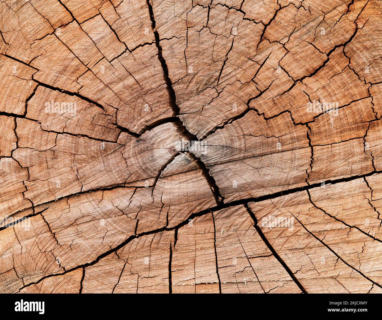 Un astratto di un tronco di albero tagliato con le fessure di sforzo dall'essiccazione fuori e dall'invecchiamento. Foto Stock