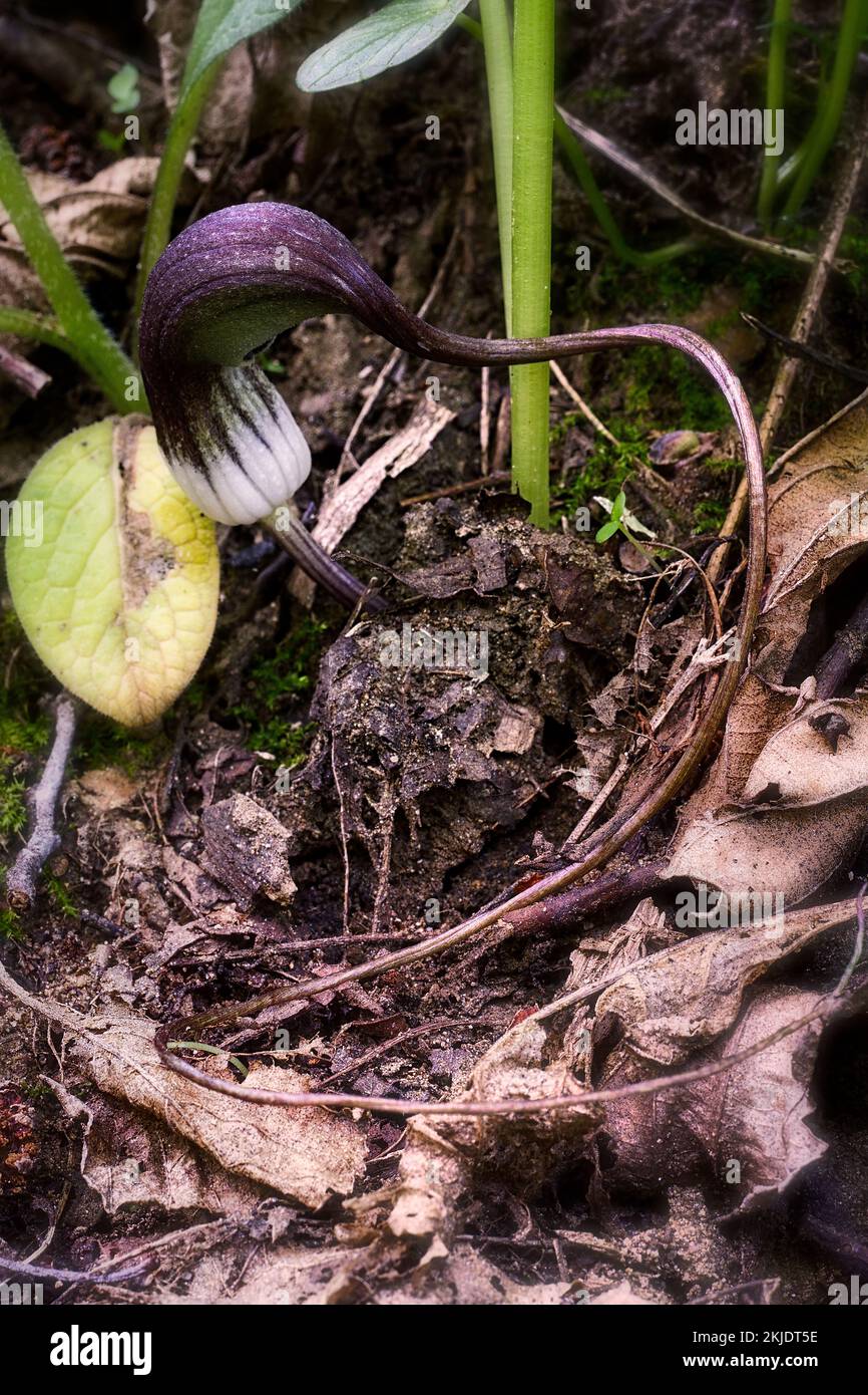 Pianta di topo (arisarum proboscideum). Araceae. Pianta perenne di Rhizomatous del sottobosco. Pianta selvatica. Fiore con spathe sinuose. Foto Stock