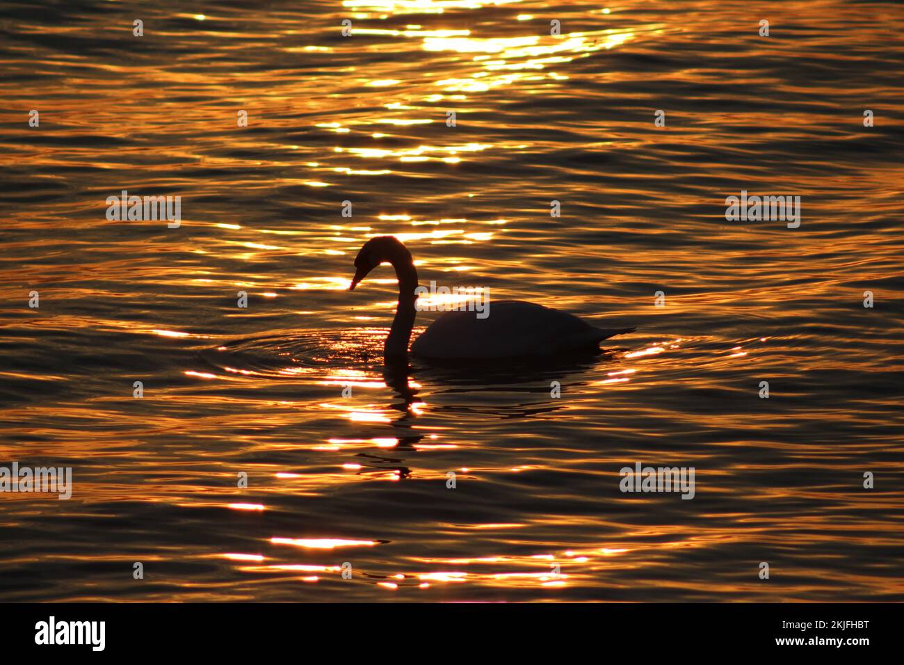 Foto al tramonto sul lago Toronto Foto Stock