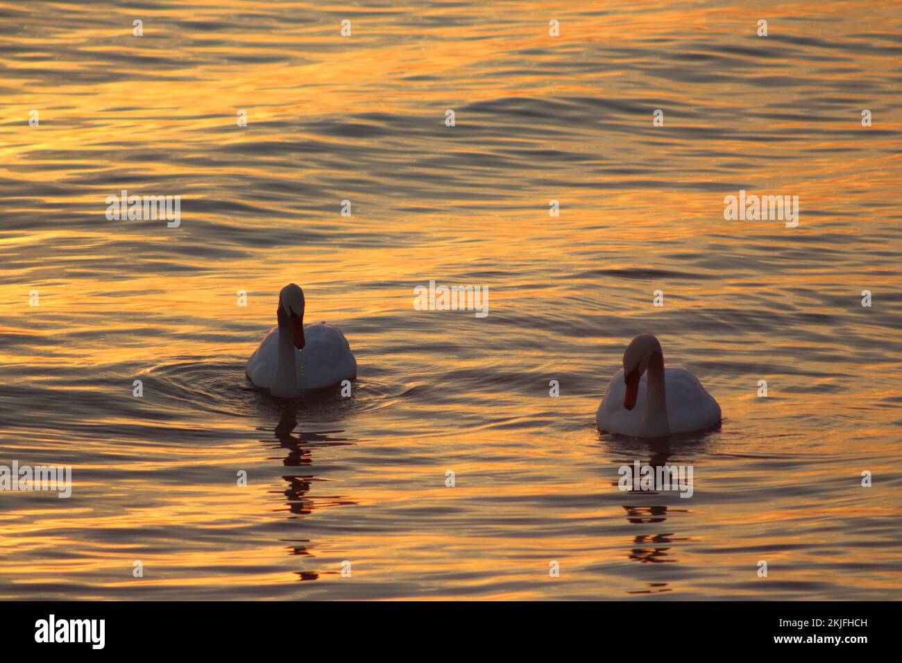 Foto al tramonto sul lago Toronto Foto Stock