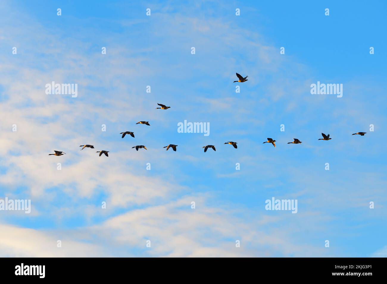 Canada Geese volare in V formazione in autunno Foto Stock