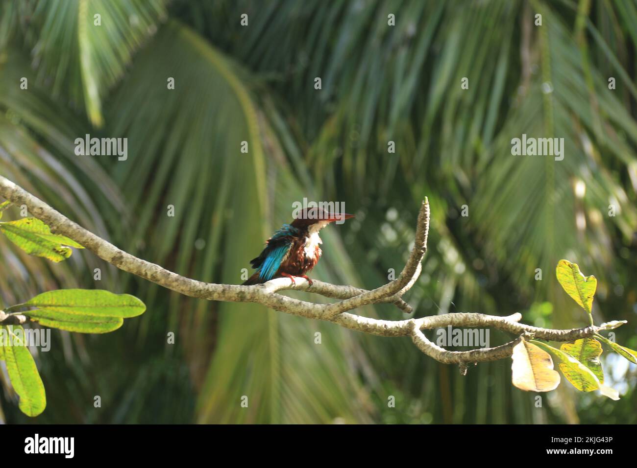 Foto della fauna selvatica dallo Sri Lanka. Visita Sri Lanka Foto Stock