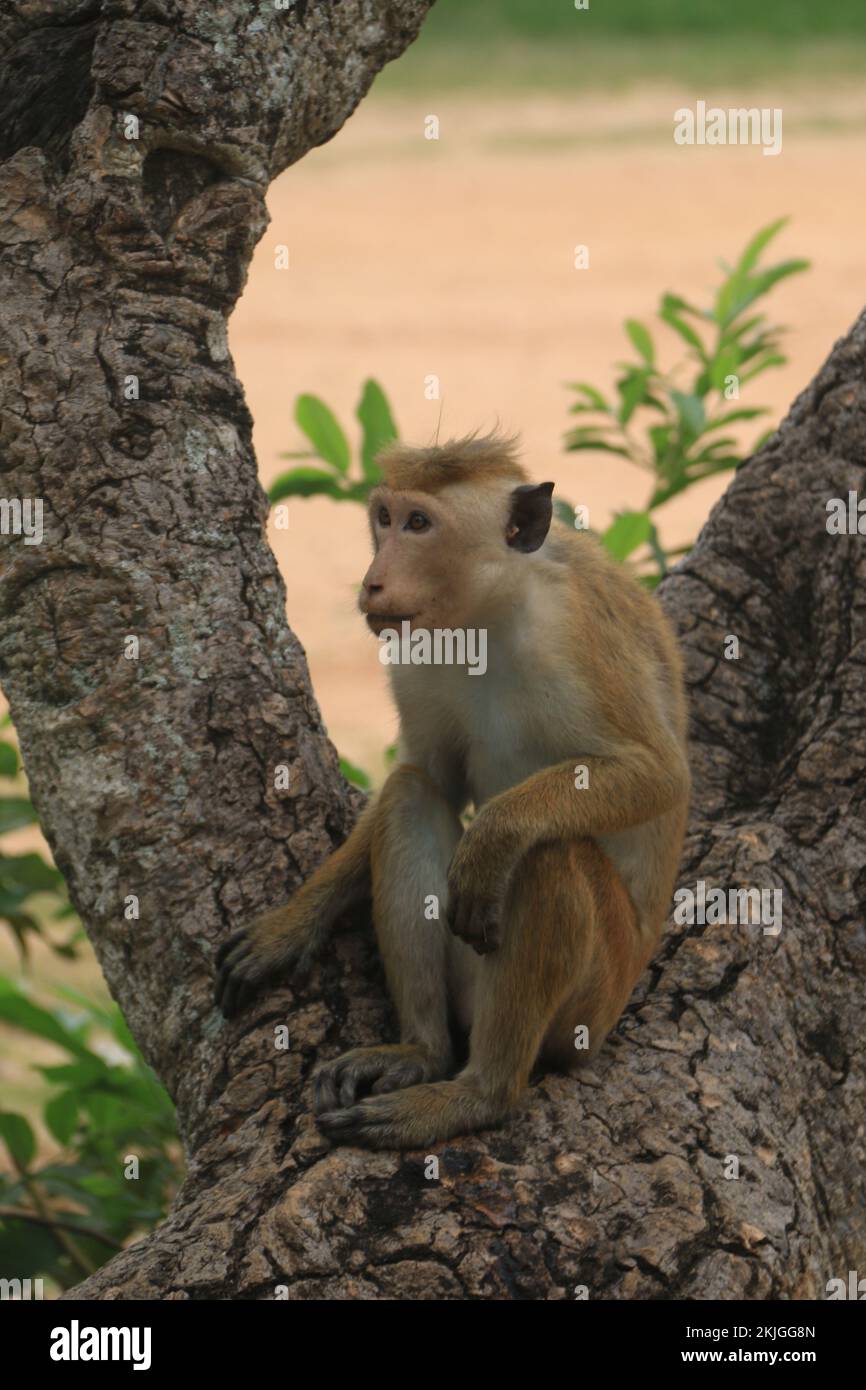 Foto della fauna selvatica dallo Sri Lanka. Visita Sri Lanka Foto Stock