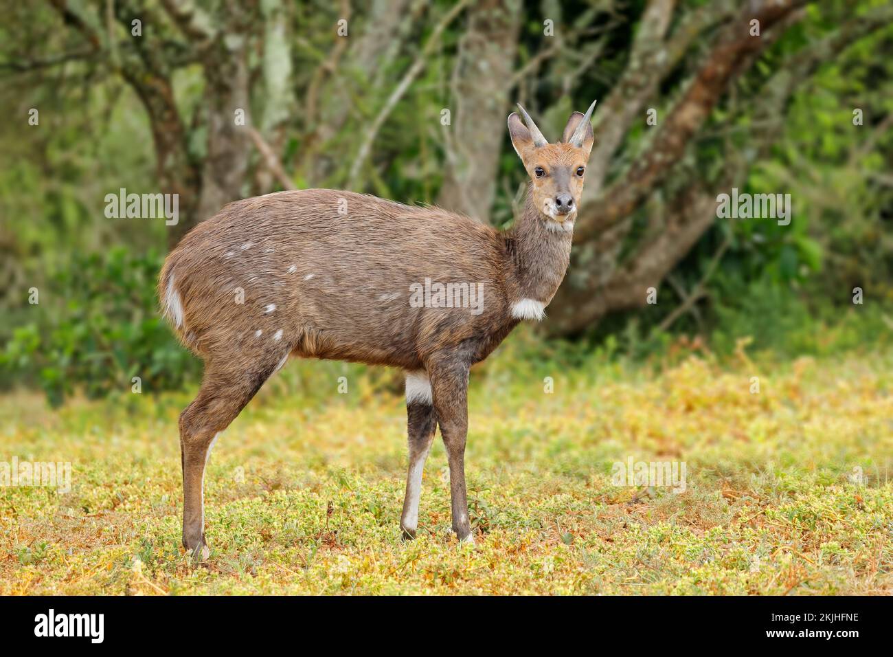 Antilope di bushbuck (Tragelaphus scriptus) in habitat naturale, Addo Elephant National Park, Sudafrica Foto Stock