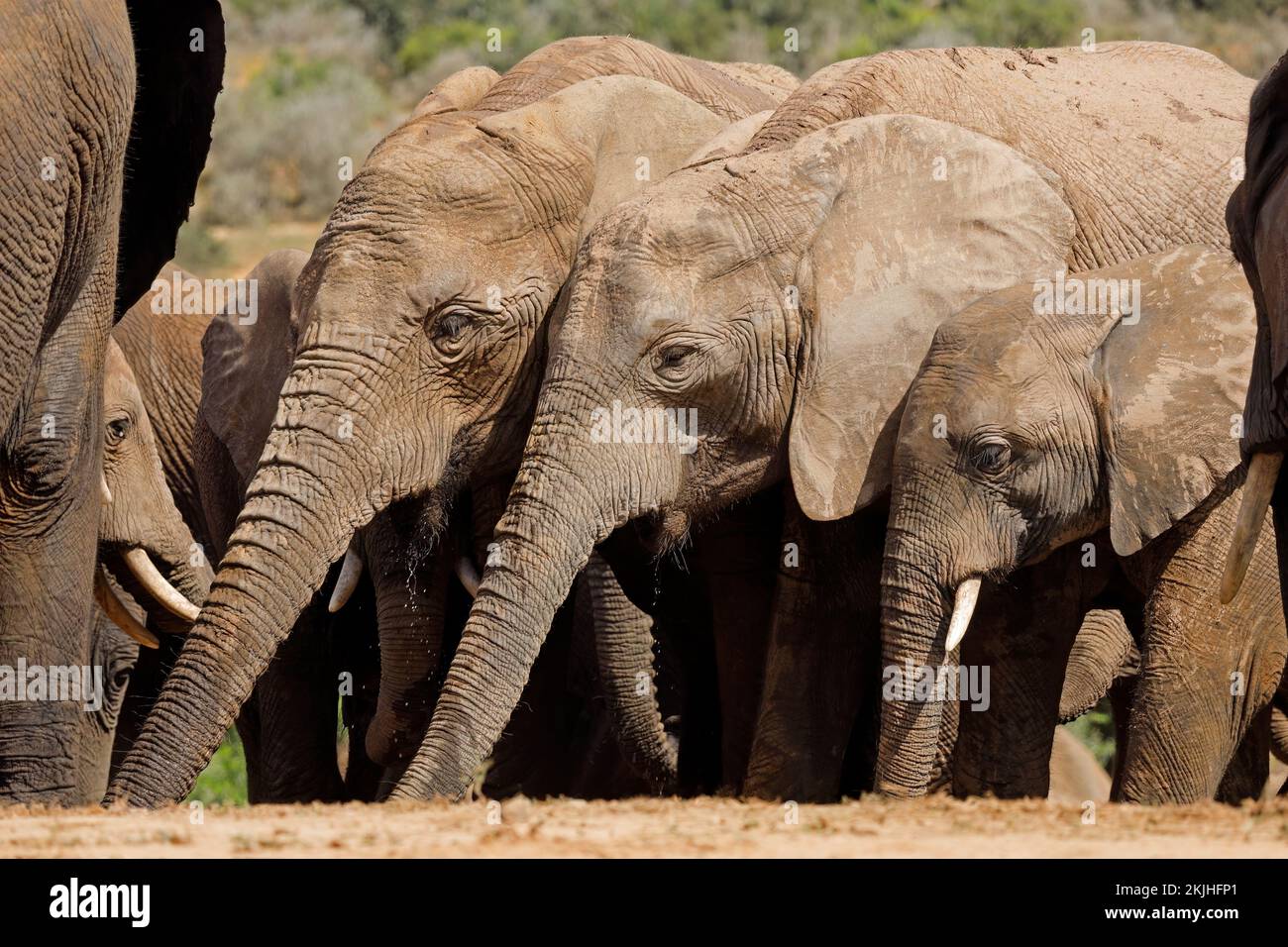 Elefanti africani (Loxodonta africana) acqua potabile, Addo Elephant National Park, Sudafrica Foto Stock