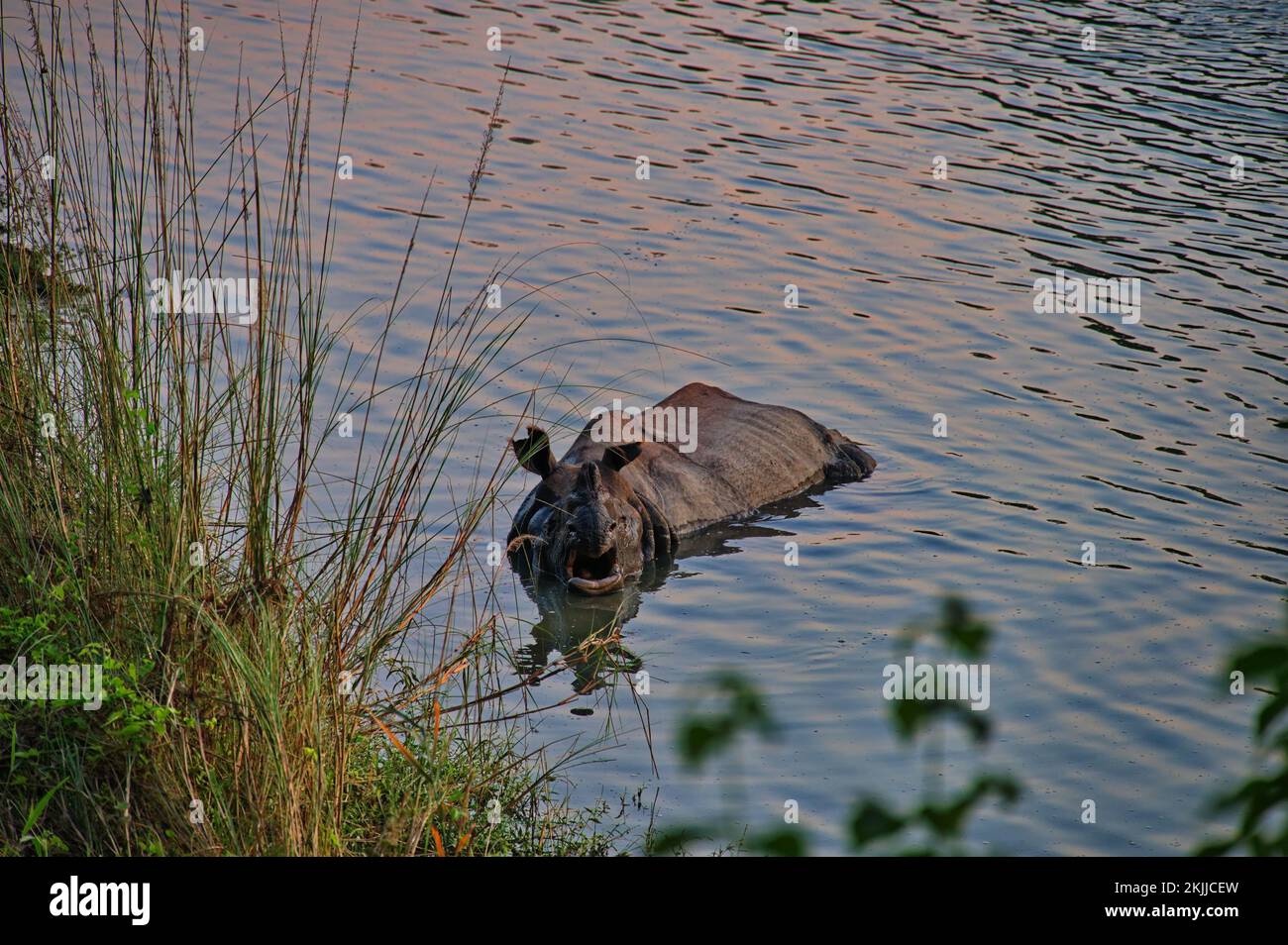 Rinoceronte raffreddamento nel Parco Nazionale di Chitwan, Nepal Foto Stock
