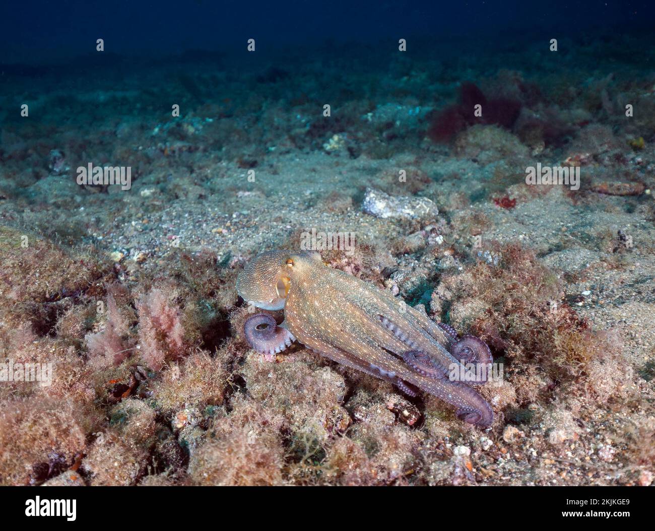 Polpo comune (Octopus vulgaris), Lanzarote. Isole Canarie, Spagna, Europa Foto Stock