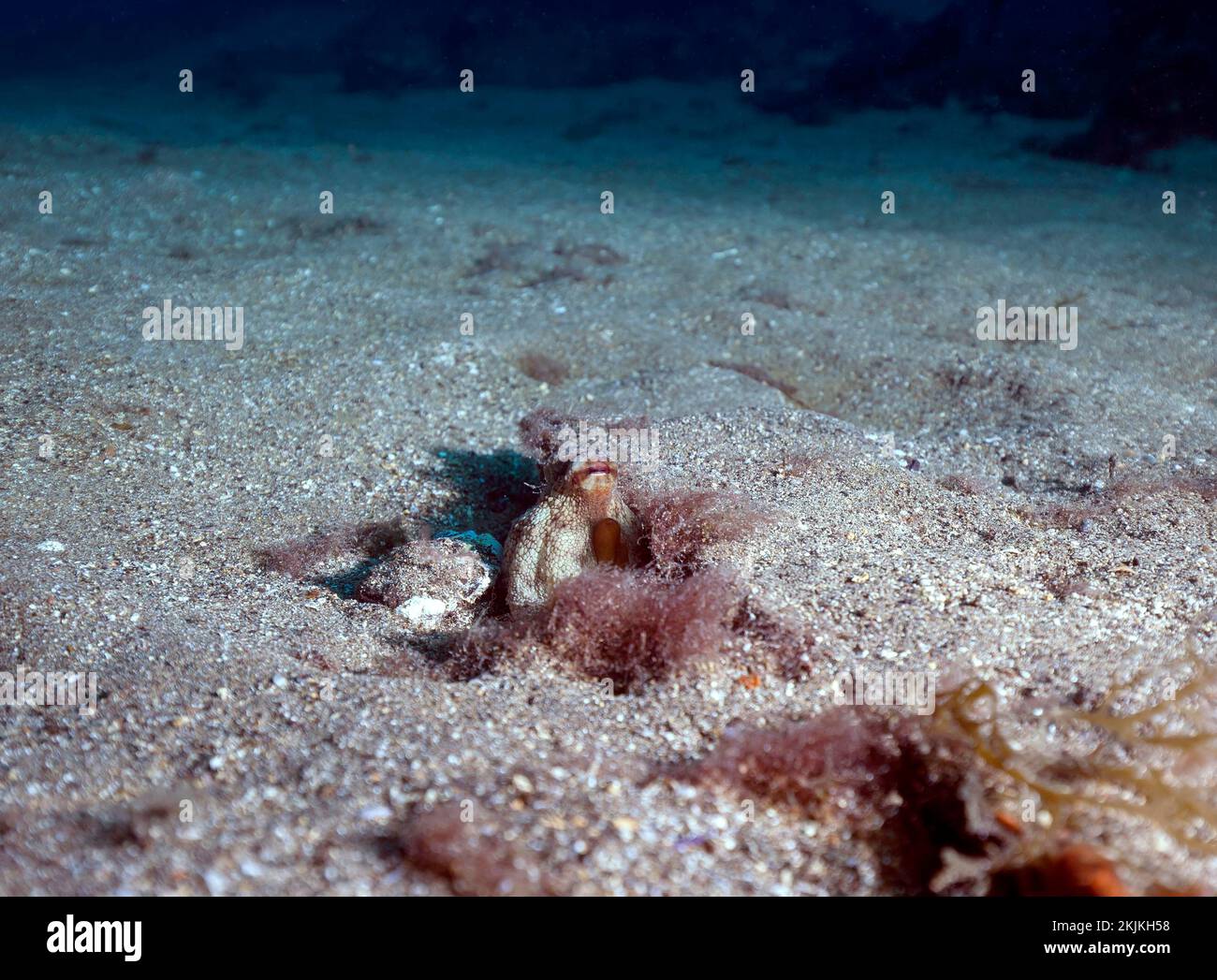 Polpo comune (Octopus vulgaris), Lanzarote. Isole Canarie, Spagna, Europa Foto Stock