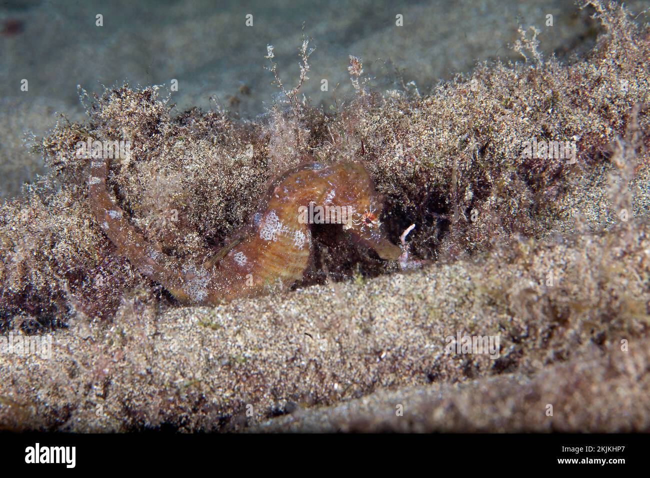 Cavalluccio marino corto (ippocampo Hippocampus), Lanzarote, Isole Canarie, Spagna, Europa Foto Stock