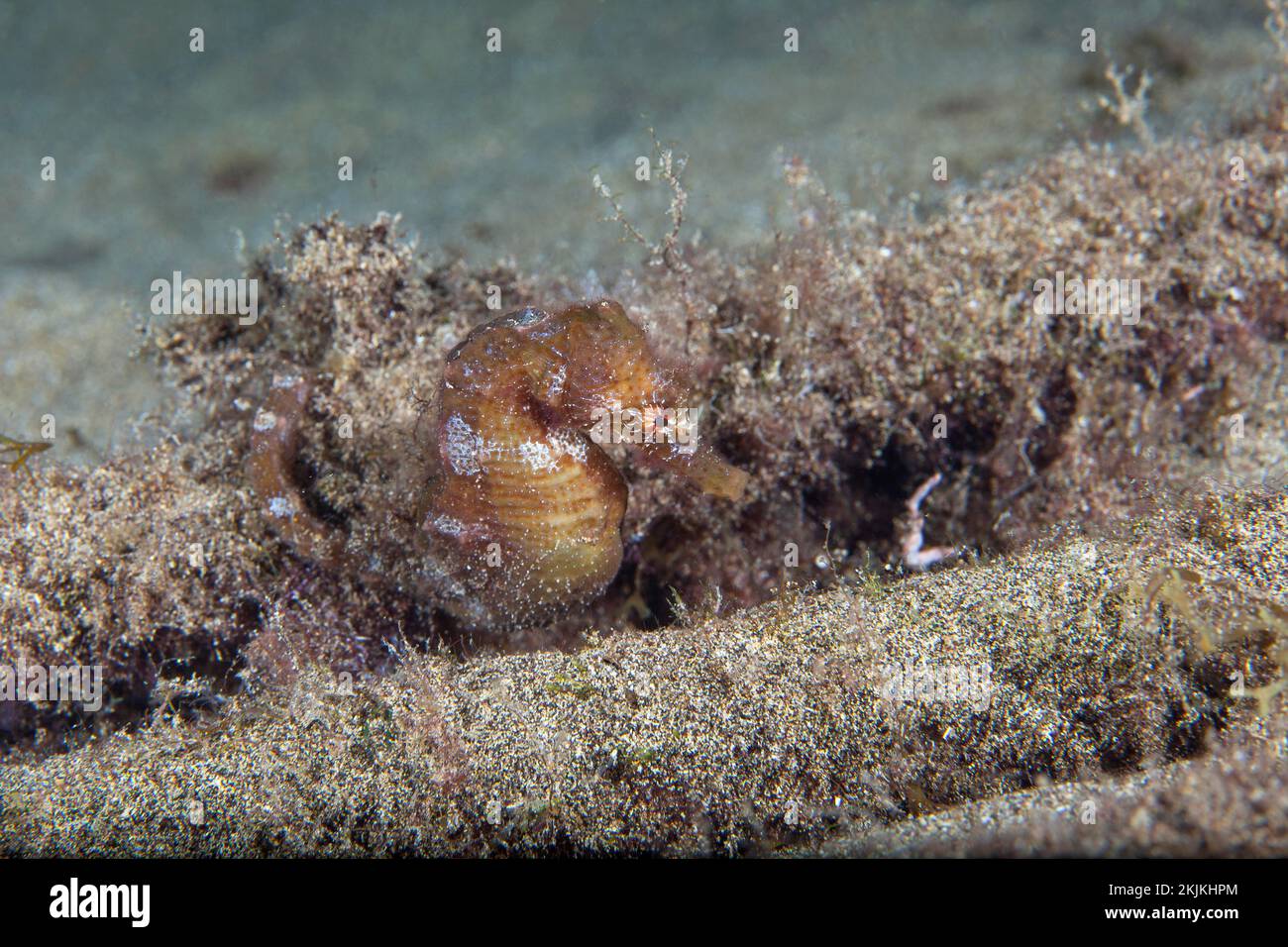 Cavalluccio marino corto (ippocampo Hippocampus), Lanzarote, Isole Canarie, Spagna, Europa Foto Stock