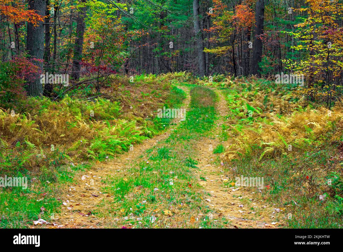 Una strada boschiva in autum in Pennsylvania Pocono Mountains. Foto Stock