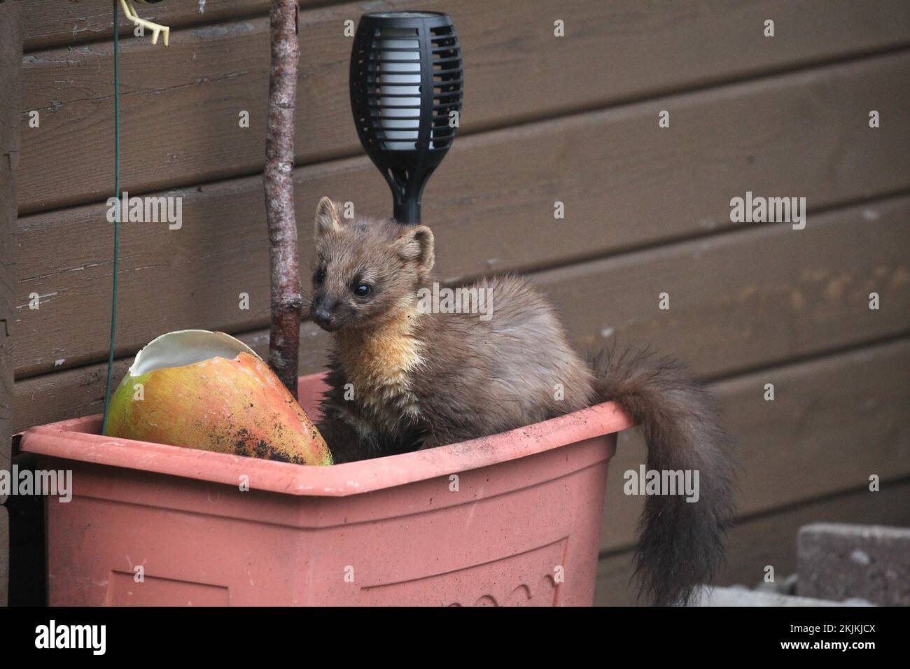 Martora di pino europeo (martes) ad una pera di alimentazione in una scatola di fiori, Allgäu, Baviera, Germania, Europa Foto Stock