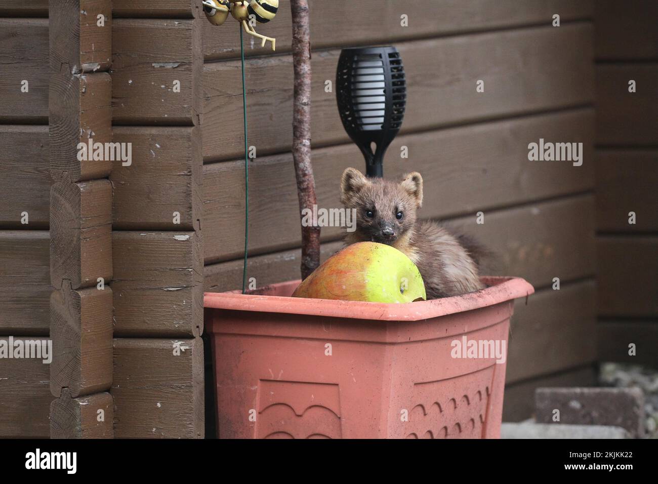 Martora di pino europeo (martes) ad una pera di alimentazione in una scatola di fiori, Allgäu, Baviera, Germania, Europa Foto Stock